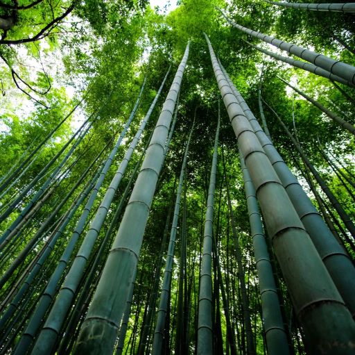 Bamboo Initiative Detroit Michigan Forest